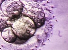 2026天津十大助孕公司大盘点，附助孕机构名单及其特点